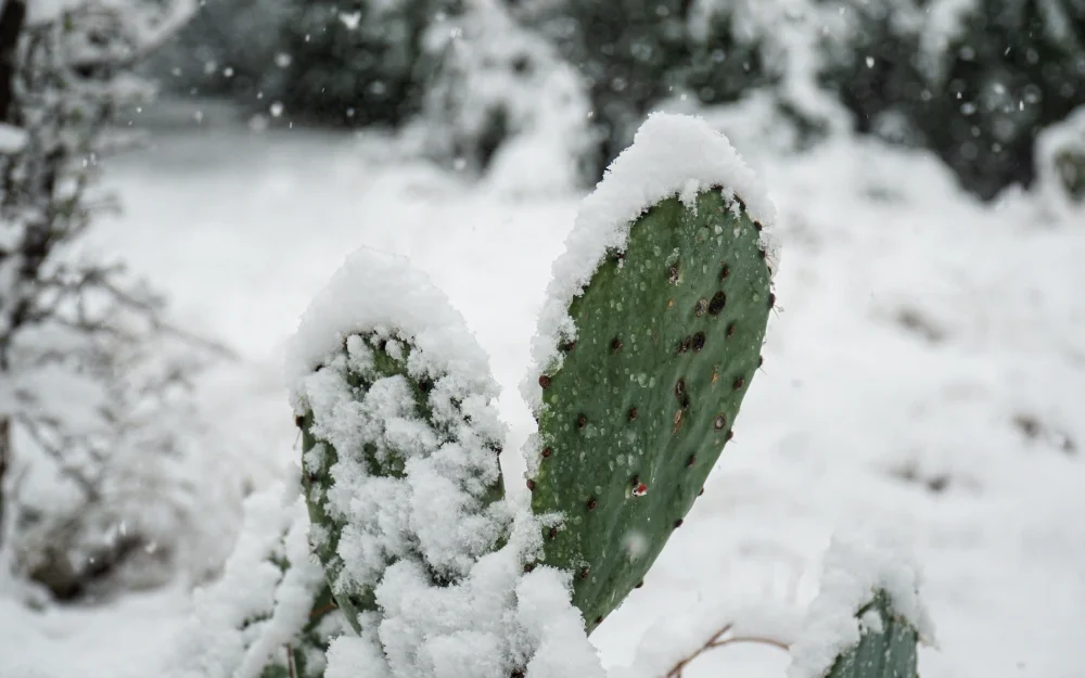 cactus in the snow