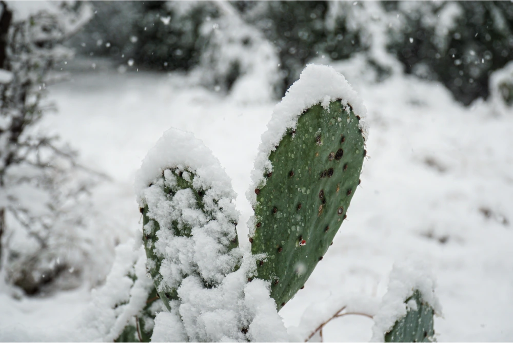 cactus in the snow
