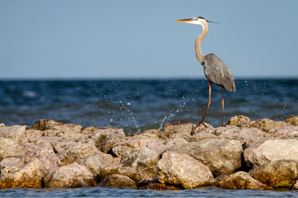 heron in corpus christi