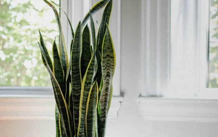 house plants improve indoor air quality