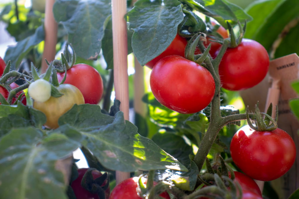 edible garden