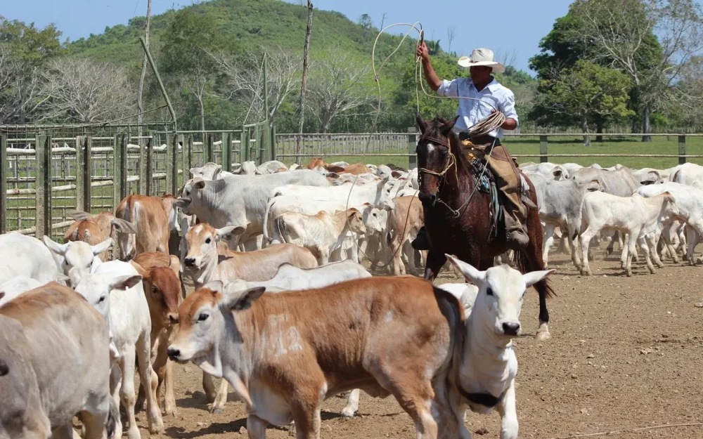 Cowboy lassoing cattle