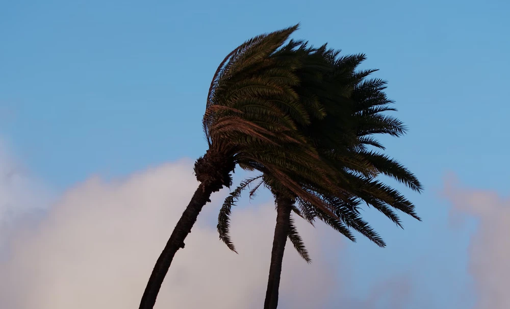 hurricane winds blowing palm trees