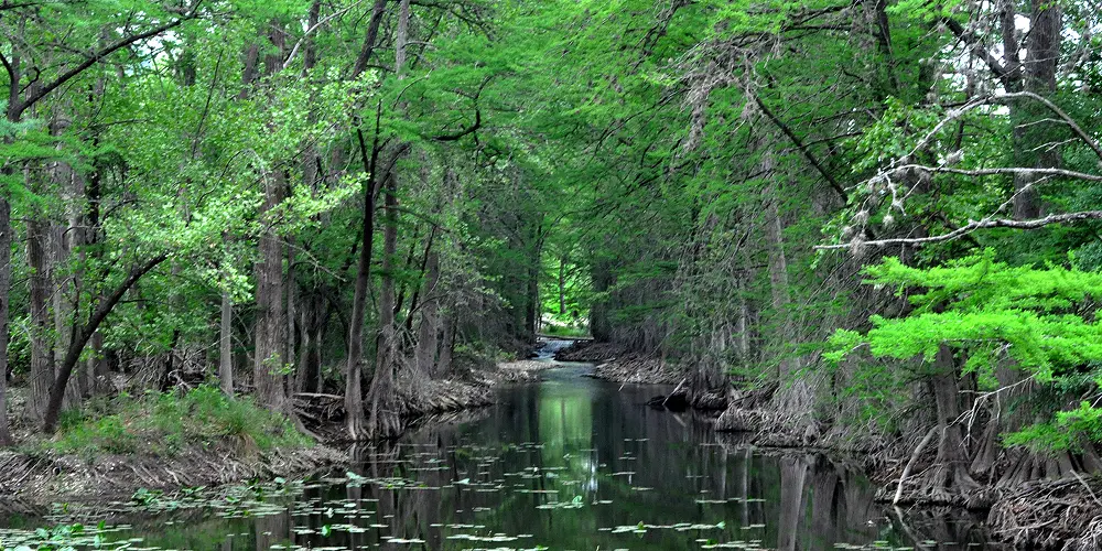 Cypress, texas Taxodium distichum growing on the Guadalupe River